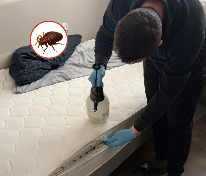 Technicien traitant un matelas contre les punaises de lit à Tilly